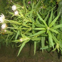 Xerochrysum bracteatum (Vent.) Tzvelev